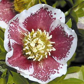 Kerstroos 'White Lady Spotted' - Helleborus orientalis white lady spotted - Willemse