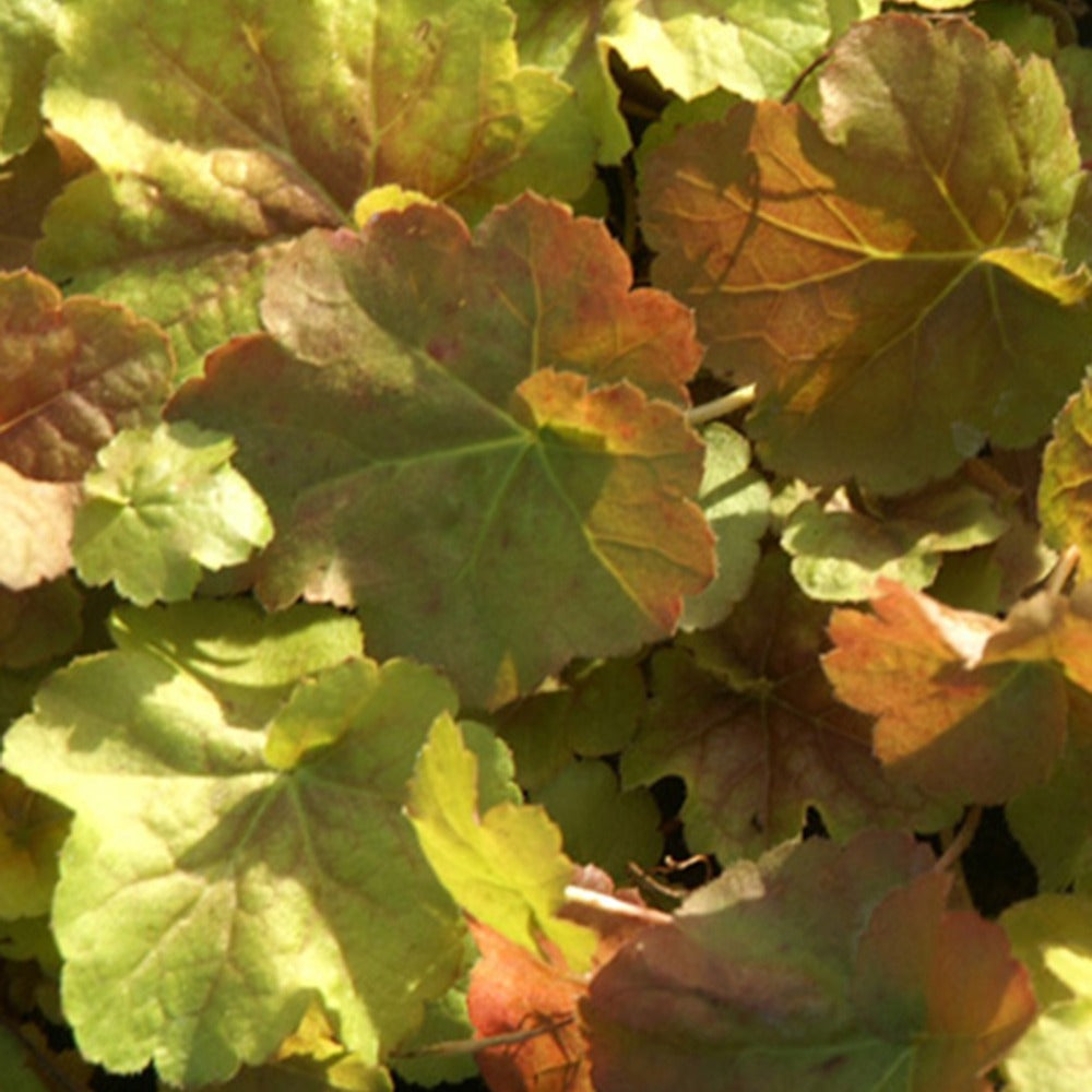 Purperklokje Miracle'® - Heuchera miracle ® - Willemse