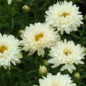Margriet 'Victorian Secret'® - Leucanthemum superbum victorian secret ® - Willemse