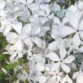 Vlambloem 'May Breeze' - Phlox divaricata may breeze - Willemse