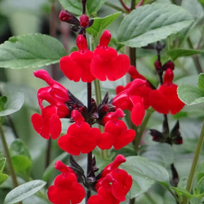 Salie - Salie 'Royal Bumble' - Salvia royal bumble