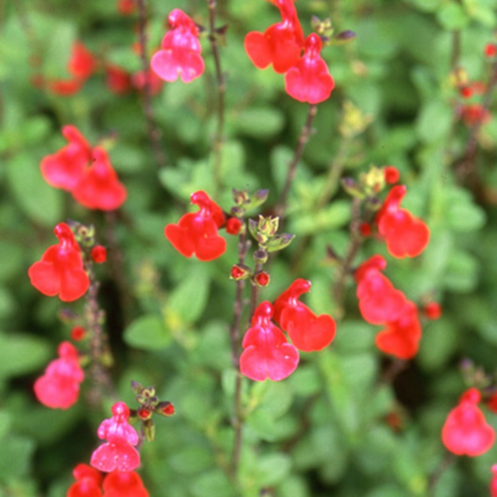 Salie - Salie 'Grahamii' - Salvia microphylla (grahamii)