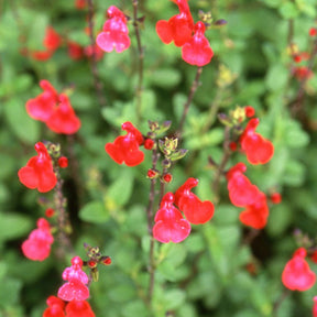 Salie - Salie 'Grahamii' - Salvia microphylla (grahamii)