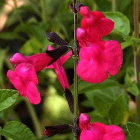 Salvia microphylla (grahamii) - Salie 'Grahamii' - Salie