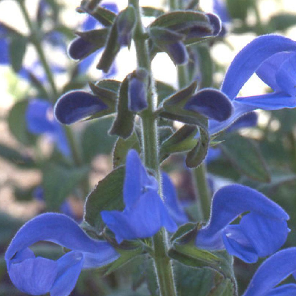 Salie - Blauwe salie - Salvia patens