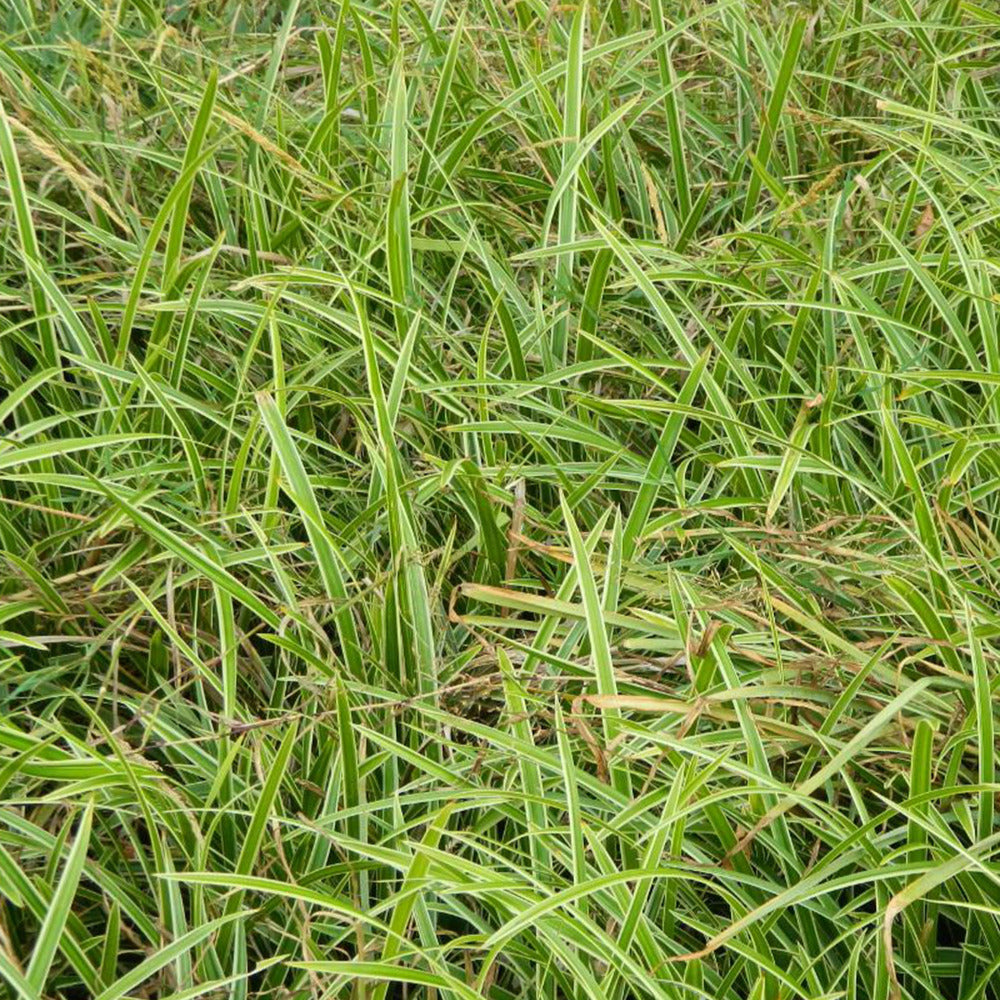 Japanse zegge 'Ice Dance' - Willemse