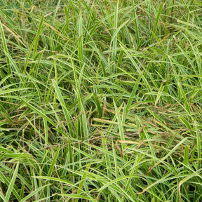 Japanse zegge 'Ice Dance' - Willemse