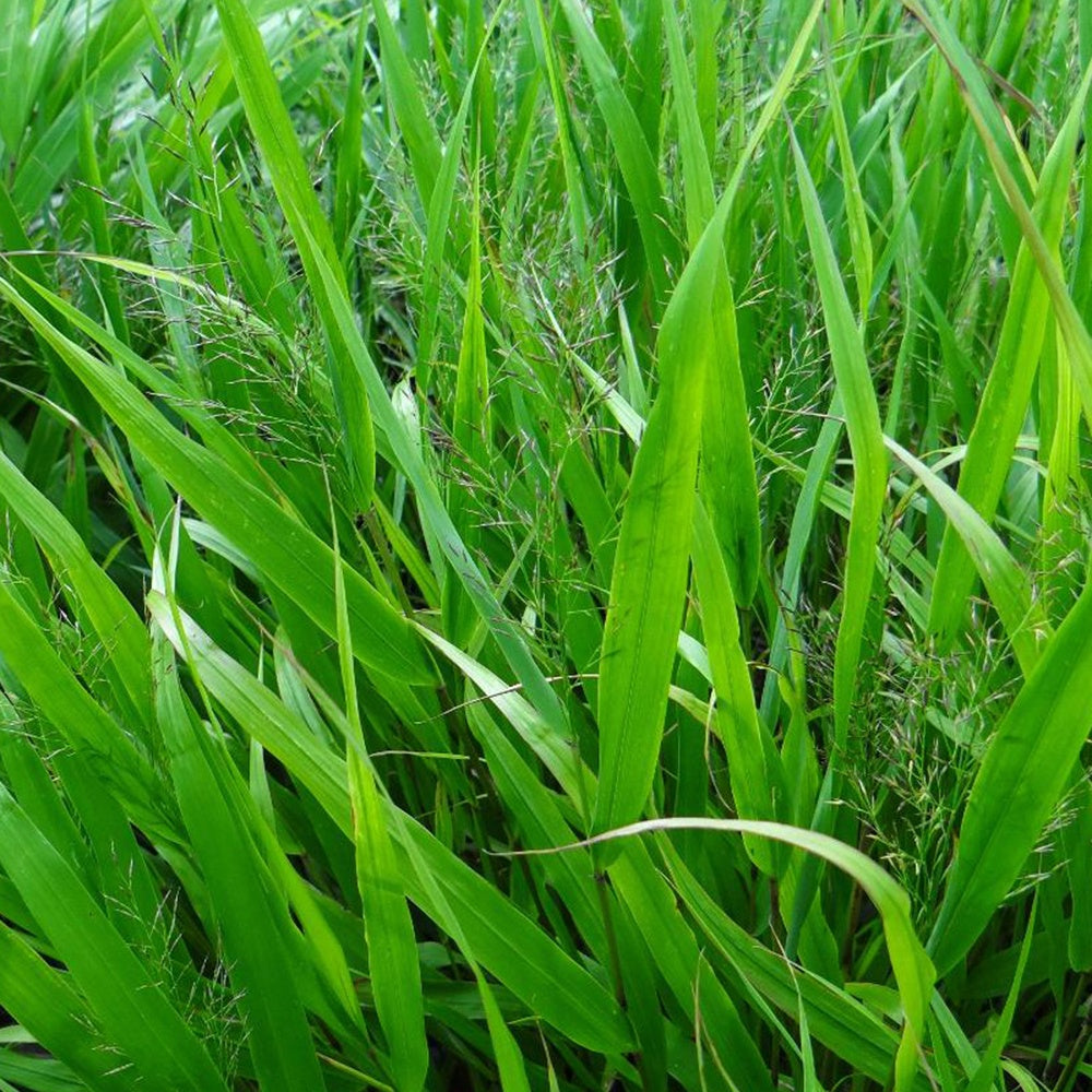 Verkoop Japans berggras - Hakonechloa macra