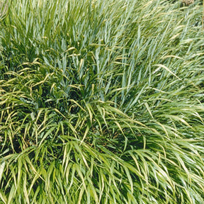 Japans gras - Japans berggras - Hakonechloa macra