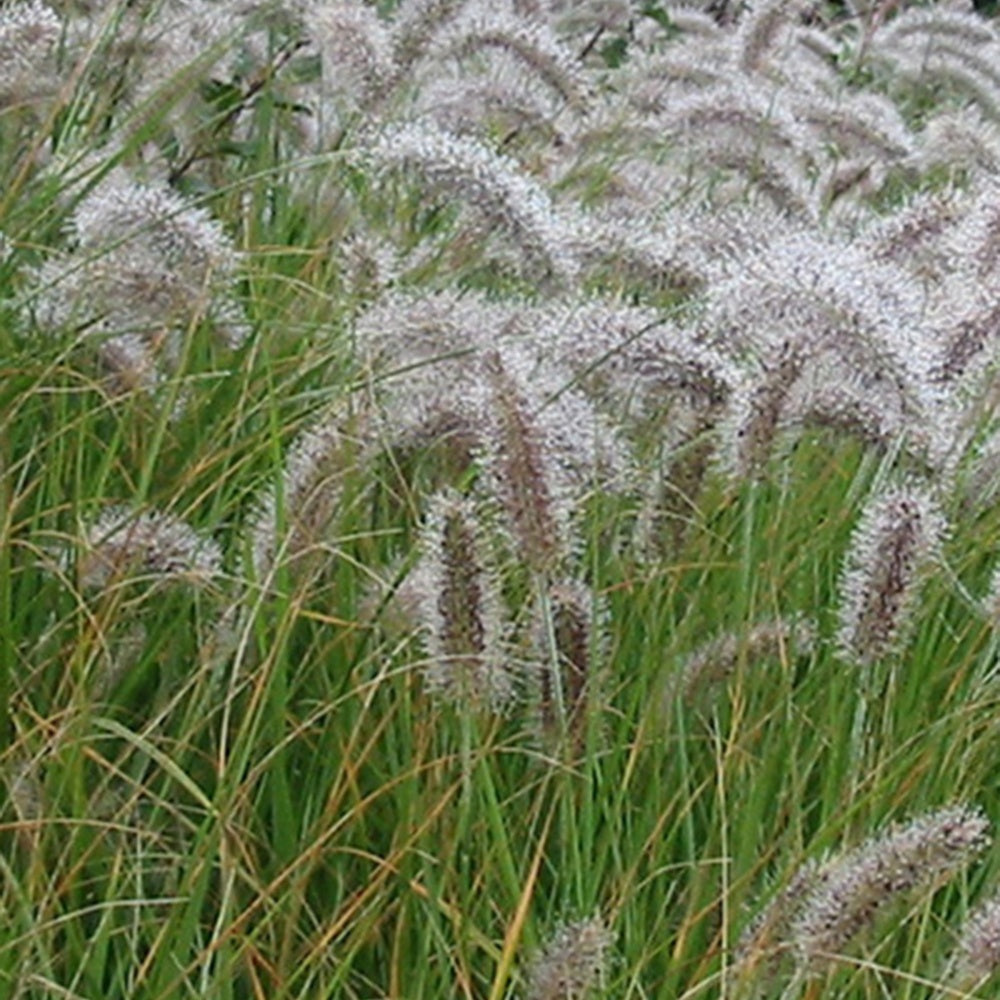Lampenpoetsersgras 'Compressum' - Pennisetum alopecuroides (compressum) - Willemse