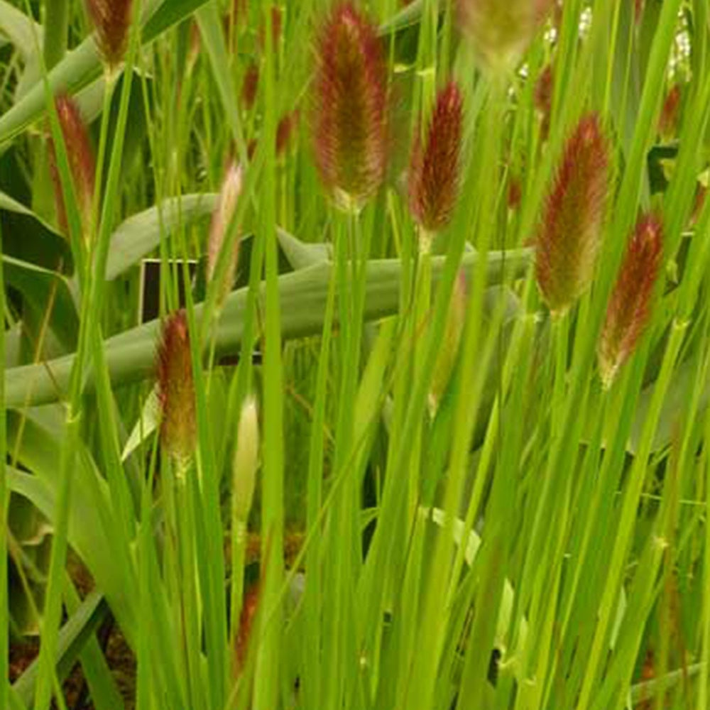 Verkoop Lampenpoetsersgras Red Buttons - Pennisetum thunbergii Red Buttons