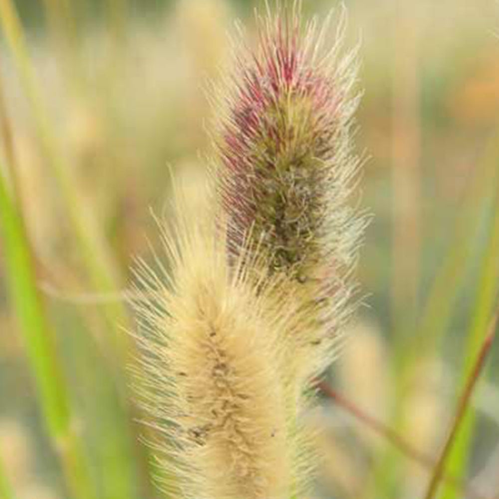 Pennisetum - Lampenpoetsersgras Red Buttons - Pennisetum thunbergii Red Buttons
