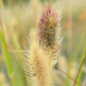 Pennisetum - Lampenpoetsersgras Red Buttons - Pennisetum thunbergii Red Buttons