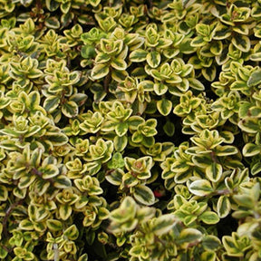 Geelbladige citroentijm - Willemse