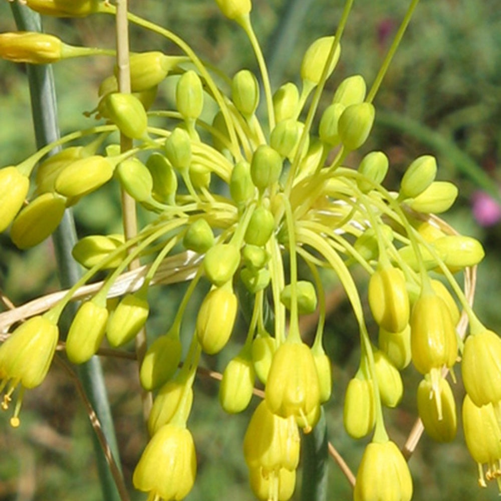 Gele look - Allium flavum - Willemse