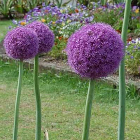 Grote sierui - Allium giganteum - Willemse