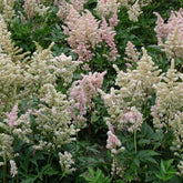 Pluimspirea 'Peach Blossom' - Astilbe peach blossom ( japonica group ) - Willemse