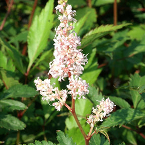 Pluimspirea 'Peach Blossom' - Willemse