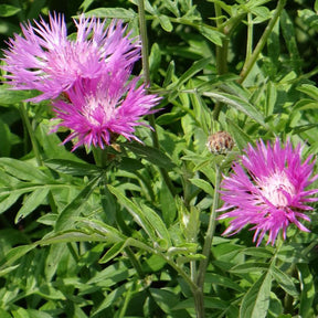 Roze korenbloem - Willemse