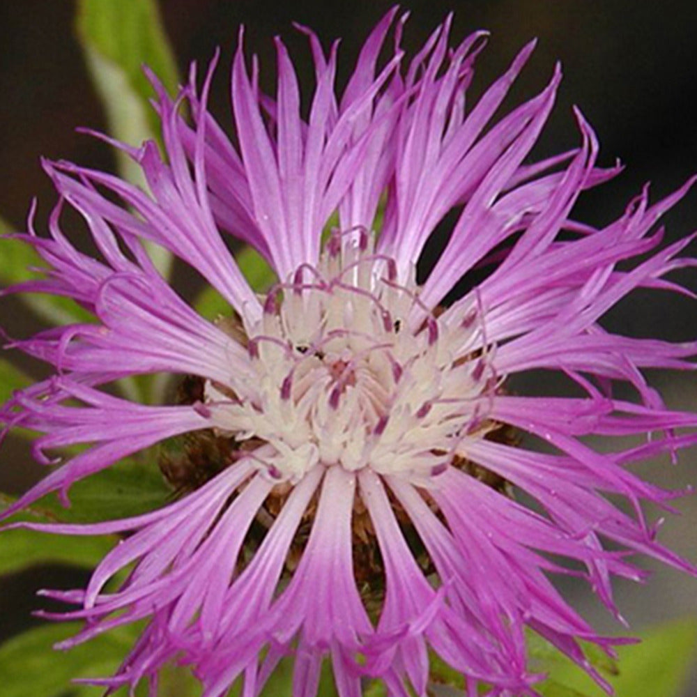 Roze korenbloem - Centaurea dealbata - Willemse