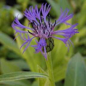 Centaurea montana - Bergcentaurie - Korenbloem