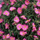 Cistus purpureus - Roze cistusroos - Cistus