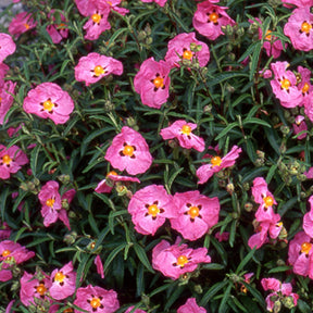 Cistus purpureus - Roze cistusroos - Cistus