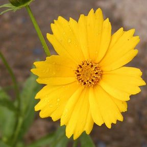Grootbloemige meisjesogen 'Etoile d'Or' - Coreopsis grandiflora etoile dor - Willemse