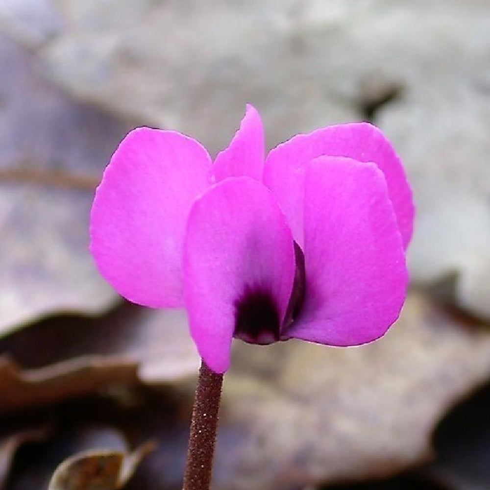 Verkoop Alpenviooltje - Cyclamen coum