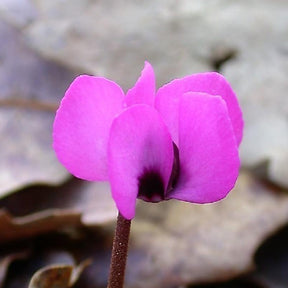 Verkoop Alpenviooltje - Cyclamen coum