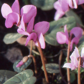 Vaste planten - Alpenviooltje - Cyclamen coum