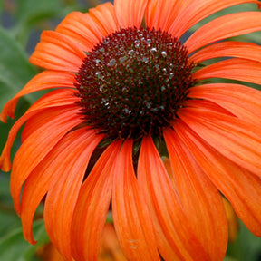 Zonnehoed 'Tangerine Dream'® - Echinacea purpurea Tangerine Dream ® - Willemse