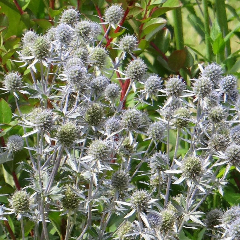 Kruisdistel - Blauwe distel - Eryngium planum