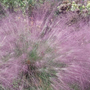 Eragrostis spectabilis - Liefdesgras - Siergrassen