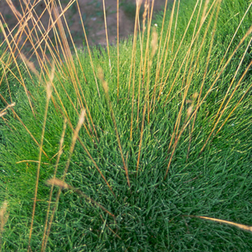 Blauw schapegras Gautier - Festuca gautieri (scoparia) - Willemse