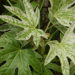 Vingerplant 'Spider Web' - Fatsia japonica Spider Web - Willemse