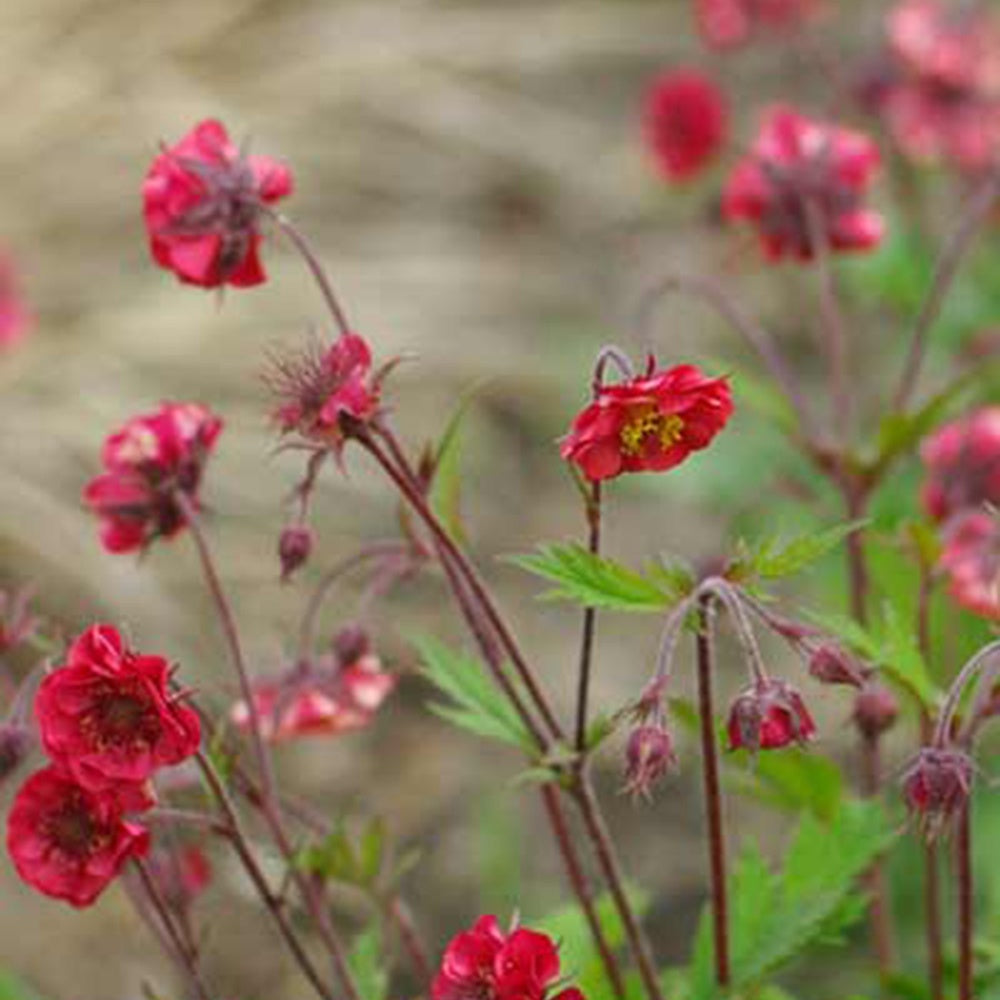 Geum flames of passion ® - Geum 'Flames of Passion'® - Geum
