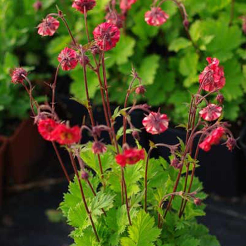 Geum 'Flames of Passion'® - Geum flames of passion ® - Willemse