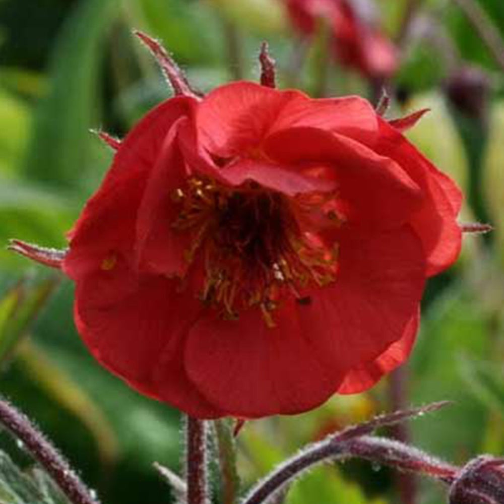 Geum 'Flames of Passion'® - Willemse