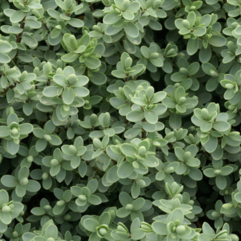 Hebe carnosula - Struikveronica - Wintergroene heesters