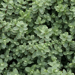 Hebe carnosula - Struikveronica - Wintergroene heesters