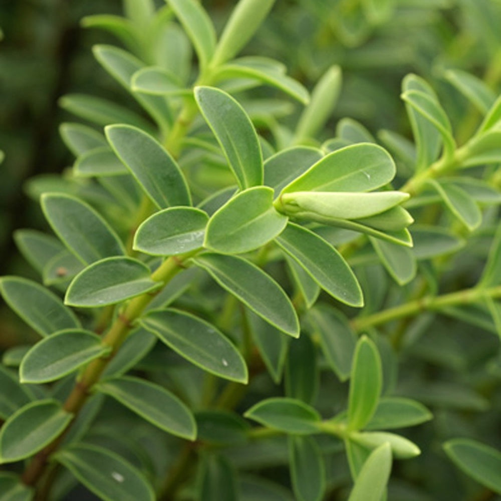 Wintergroene heesters - Struikveronica - Hebe carnosula
