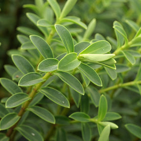 Wintergroene heesters - Struikveronica - Hebe carnosula