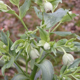 Helleborus foetidus - Stinkend nieskruid - Helleborus - Kerstroos