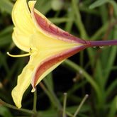 Daglelie 'Corcy' - Hemerocallis corky - Willemse