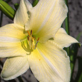 Daglelie 'Iron Gate Glacier' - Hemerocallis iron gate glacier - Willemse