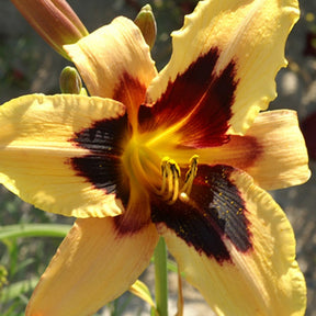 Daglelie 'Wild Horses' - Hemerocallis wild horses - Willemse
