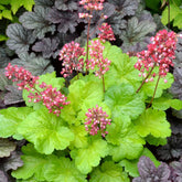 Purperklokje 'Sweet Tart' - Heuchera sweet tart - little cutie series - Willemse