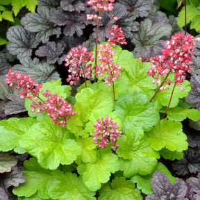 Purperklokje 'Sweet Tart' - Heuchera sweet tart - little cutie series - Willemse