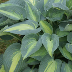 Hartlelie 'Catherine' - Hosta catherine - Willemse